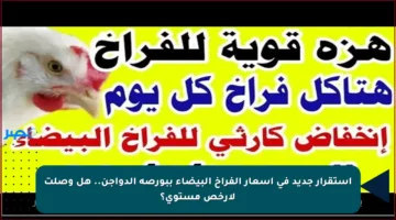 استقرار جديد في أسعار الفراخ البيضاء ببورصة الدواجن.. هل وصلت لأرخص مستوى؟